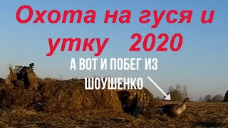 №82 Побег гуся из "Шоушенко"! Собаки в ШОКе!  Охота на гуся и селезня 2020 г. будет лучше, чем 2019!