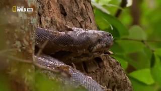 National Geographic  Река Конго   Река смерти  Документальный фильм