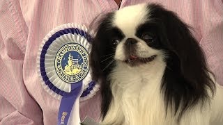 Windsor Championship Dog Show 2014 - Toy group