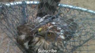 How to catch a Hawk