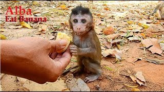 Alba Thank Cameramen to feeding Alba with banana for Breakfast ,Alba can eat soft banana