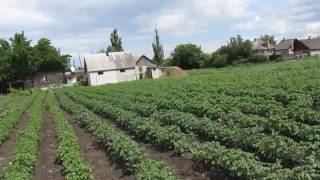 Последнее окучивание картофеля.Ждем Урожай))))