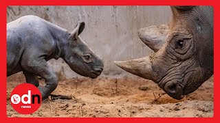 Cute! Rare Baby Rhino Born at Chester Zoo