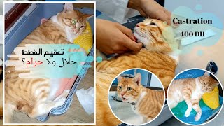 صباح كامل وأنا فطبيب !! فيديو مفيد| تعقيم القطط castration