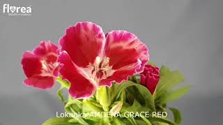Lokanka AMOENA GRACE RED - Florea.cz