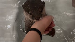 カワウソさくら ロケットになったカワウソ Rocket-like otter