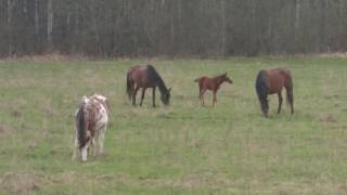 На лугу пасутся кони   Horses graze in the meadow