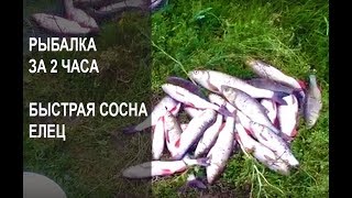 ЕЛЕЦ - рыбалка на реке БЫСТРАЯ СОСНА
