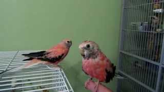 Bourke Parakeet Cage Set up and Cage Tour