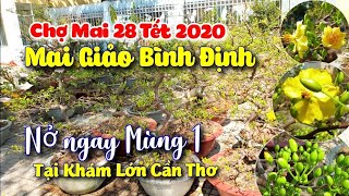 Chợ Mai 28 Tết 2010_Giá Mai Bình Định nở ngay tết 1,5tr-2,5tr tại Khám Lớn Cần Thơ/CS Cần Thơ HG