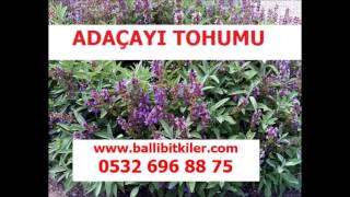 adaçayı tohumu ne zaman ekilir,adaçayı tohumu satışı,eczane adaçayı tohumu,tıbbi adaçayı tohumu,arom