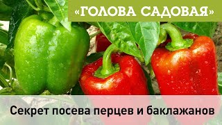 Голова садовая - Секрет посева перцев и баклажанов