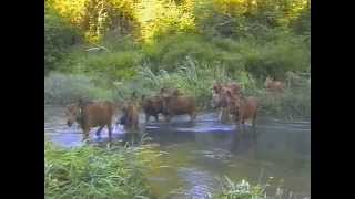 Лось-домашнее животное. Костромская лосеферма. часть3. Лето.