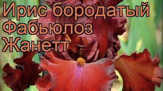 Ирис бородатый Фабьюлоз Жанетт (iris) ? обзор: как сажать, саженцы ириса Фабьюлоз Жанетт
