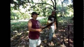 Asi se destapa, se toma y se disfruta  un coco en Nahulingo, Sonsonate, El Salvador, C.A.