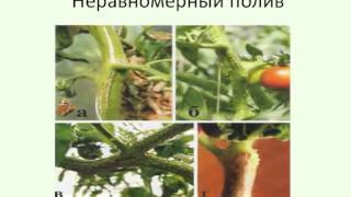 Выращивание томатов