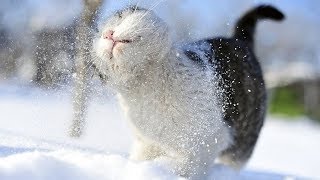 Народные приметы на 20 декабря – День Амвросия Медиоланского