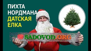 Пихта Нордмана & Датская елка – описание и характеристики живой новогодней пихты