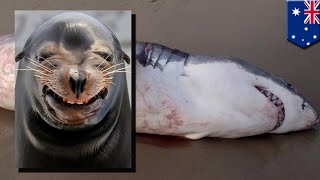 Takaw-tingin na pating, nabulunan habang kinakain ang isang sea lion!
