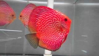 Pigeon Snakeskin Discus Breeding Pair