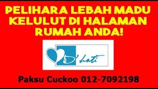 Pelihara Lebah Madu Kelulut Di Halaman Rumah - Sarang Lebah Kelulut Johor Bahru Paksu 0127092198