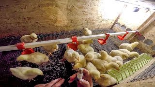 Брудер для цыплят, перепелов, бройлеров своими руками Подготовка к включению - zolotyeruki