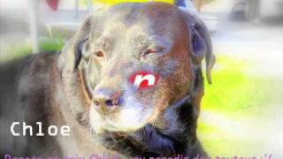 Hommage aux chiens martyrs