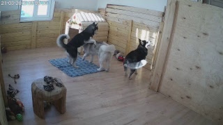 Хасята онлайн. Яника и разноцветное счастье.Husky Puppies LiveCam. Yanika and Colors of Happiness