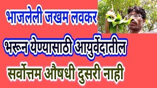 भाजलेली जखम लवकर भरून येण्यासाठी जीवन संजीवनी आहे ही  गावरान औषधी health साठी वरदान | mango leaf