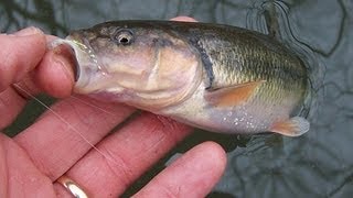 How to catch Creek Chubs for Fishing Bait
