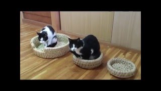 ３種類の猫転送装置を置いてみた結果！