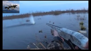Охота на селезня "Отличная утрянка 2019" (Duck hunting-2)