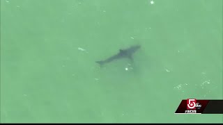 Revere man dies after being attacked by shark on Cape Cod
