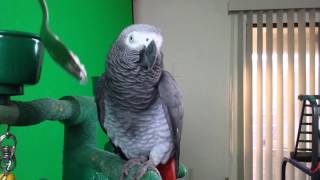 C'mere yogurt - African Grey parrots