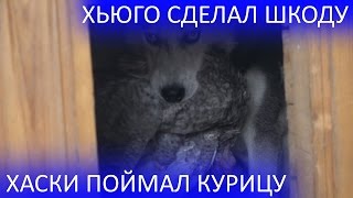 Жесть - Хаски поймал курицу | Хьюго сделал шкоду