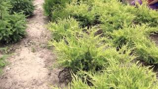 Можжевельник средний. Juniperus pfitz. 'Gold Coast'