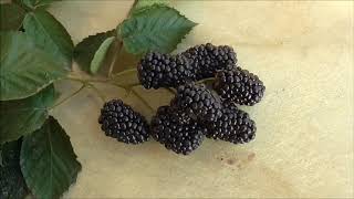 ПРАЙМ АРК ФРИДОМ -  самый крупный из всех ремонтантных ежевик.
