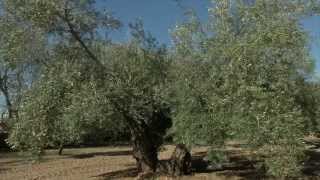 Rentabilidad en el cultivo del olivar