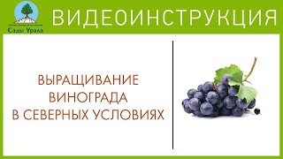Сады Урала. Видео-блог — Виноград в Северных условиях это реально!