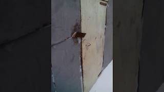 Коровы//быки//телята//краткий обзор//погода не радует//