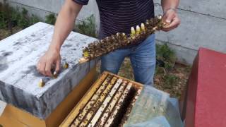 Вывод маток с помощью стартера на 145 рамку