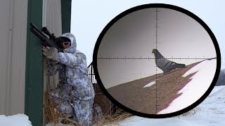 Winter Pigeon Hunting with my FX Bobcat .25