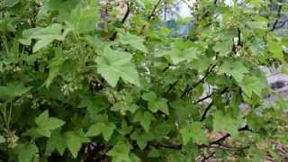 Секрет большого урожая смородины! 16.05.15.