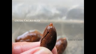 COCOA/ CACAO SEEDS GROWING TIPS
