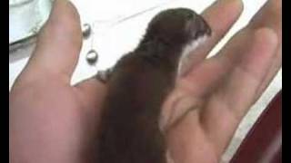 Weasels