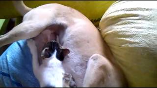 My Baby cat sucking Dog Milk