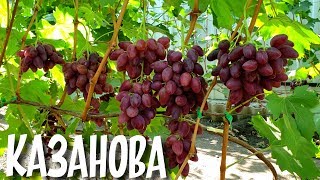 Казанова - гибридная форма винограда