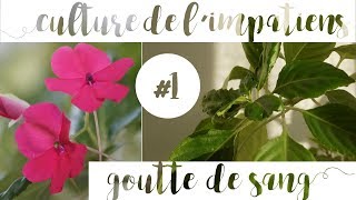 Culture et entretien de l'impatiens goutte de sang | Partie 1