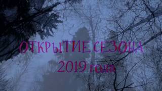 Охота на куницу с лайками. Открытие сезона 2019 года.