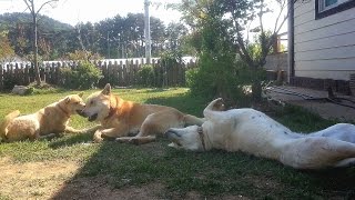 [97] 까칠한 와이프와 외동딸 강아지가 있어 행복한 진돗개 금동이 / A happy dog with wife & daughter in lawn yard